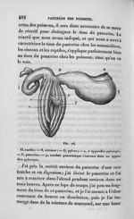 Fig. 76. Pancréas s'ouvrant sur un appendice pylorique chez un poisson - Leçons de physiologie expér [...]