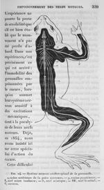 Fig. 24. Système nerveux cérébro-spinal de la grenouille - Cours de médecine du Collège de France :  [...]