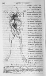 Fig. 25. Système vasculaire de la grenouille - Cours de médecine du Collège de France : Leçons sur l [...]