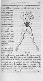 Fig. 26. [Expérience sur une grenouille visant à ce que seuls les nerfs lombaires établissent encore [...]