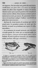 Fig. 27. Squelette  d'une tête de crotale / Fig. 28. Tête de vipère - Cours de médecine du Collège d [...]
