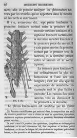 Fig. 4. Racines rachidiennes qui entrent dans la composition des nerfs du membre postérieur chez le  [...]