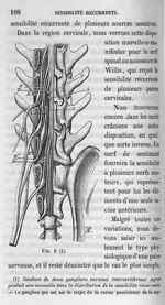Fig. 8. Soudure de deux ganglions nerveux intervertébraux ayant produit une anomalie dans la distrib [...]