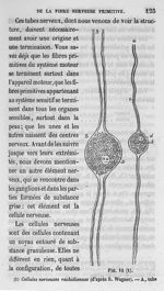 Fig. 10. Cellules nerveuses rachidiennes (d'après R. Wagner) - Cours de médecine du Collège de Franc [...]