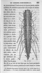 Fig. 40. Altération des racines nerveuse après leur section dans la région lombaire - Cours de médec [...]