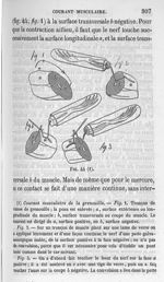 Fig. 44. Courant musculaire de la grenouille - Cours de médecine du Collège de France : Leçons sur l [...]