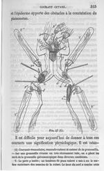 Fig. 47. Courants musculaire, musculo-cutané et cutané de la grenouille - Cours de médecine du Collè [...]
