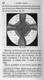 Fig. 65. Ganglion de la sangsue médicinale vu par sa face supérieure d'après M. Faivre) - Cours de m [...]