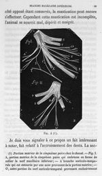 Fig. 4. Portion motrice de la cinquième paire chez le cheval - Cours de médecine du Collège de Franc [...]
