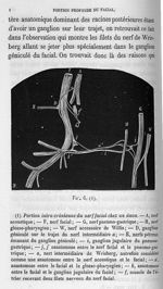 Fig. 6. Portion intra-crânienne du nerf facial chez un ânon - Cours de médecine du Collège de France [...]