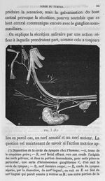 Fig. 7. Disposition de la corde du tympan chez l'homme - Cours de médecine du Collège de France : Le [...]