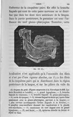 Fig. 12. Organe du goût - Cours de médecine du Collège de France : Leçons sur la physiologie et la p [...]