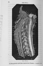 Fig. 13. Nerf pneumo-gastrique et spinal chez l'homme - Cours de médecine du Collège de France : Leç [...]