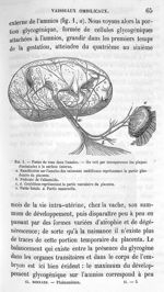 Fig. 1 Foetus du veau dans l'amnios - Leçons sur les phénomènes de la vie communs aux animaux et aux [...]