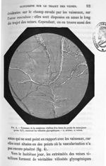 Fig. 4 Vaisseaux de la membrane vitelline d'un foetus de poulet de treize jours (gross. 6/1), montra [...]