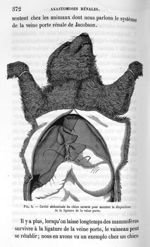 Fig. 5 Cavité abdominale du chien ouverte pour montrer la disposition de la ligature de la veine por [...]