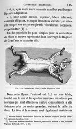 Fig. 5. Contention du chien, d'après Régnier de Graaf - Leçons de la physiologie opératoire