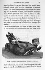 Fig. 26. Contention simple du lapin par les deux mains d'un seul aide - Leçons de la physiologie opé [...]