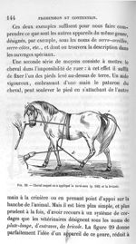 Fig. 29. Cheval auquel on a appliqué le tord-nez (p. 143) et la bricole - Leçons de la physiologie o [...]