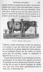 Fig. 31. Travail pour contenir le bœuf - Leçons de la physiologie opératoire