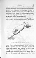 Fig. 43. Scalpel tenu comme un couteau à découper - Leçons de la physiologie opératoire