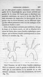 Fig. 74. Taupe. Chauve-souris/ Fig. 75. Homme. Castor - Leçons de la physiologie opératoire