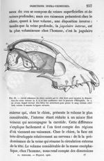 Fig. 81. Cavité crânienne du chien par le côté droit pour montrer la disposition des sinus veineux ( [...]