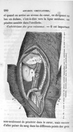 Fig. 92. Cœur et veines caves (du chien) ; anatomie topographique pour le cathétérisme du cœur et de [...]