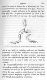 Fig. 99. Tronc postérieur de grenouille préparé à la manière de Galvani - Leçons de la physiologie o [...]