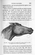 Fig. 108. Canal excréteur de la parotide chez le cheval; trajet de ce canal; ses rapports avec les n [...]