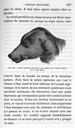Fig. 110. Canal parotidien du chien; ses rapports avec l'artère faciale et le nerf facial - Leçons d [...]