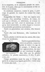 Fig. 2. Tissu glanduleux - Leçons élémentaires d'anatomie et de physiologie humaine et comparée ; 2è [...]