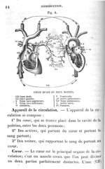 Fig. 4. Cœur divisé en deux moitié - Leçons élémentaires d'anatomie et de physiologie humaine et com [...]