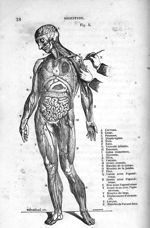 [Fig. 5.] - Leçons élémentaires d'anatomie et de physiologie humaine et comparée ; 2è édition