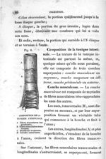 Fig. 6. Composition de la tunique intestinale - Leçons élémentaires d'anatomie et de physiologie hum [...]