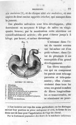 Fig. 7. Estomac de cheval - Leçons élémentaires d'anatomie et de physiologie humaine et comparée ; 2 [...]