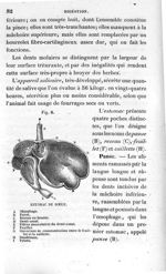 Fig. 8. Estomac de bœuf - Leçons élémentaires d'anatomie et de physiologie humaine et comparée ; 2è  [...]