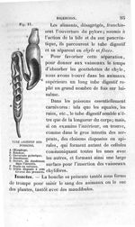 Fig. 11. Tube digestif des poissons - Leçons élémentaires d'anatomie et de physiologie humaine et co [...]