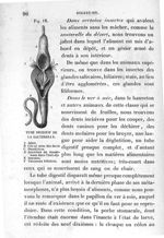 Fig. 12. Tube digestif de la sauterelle - Leçons élémentaires d'anatomie et de physiologie humaine e [...]