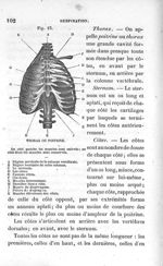 Fig. 13. Thorax ou poitrine - Leçons élémentaires d'anatomie et de physiologie humaine et comparée ; [...]
