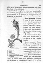Fig. 14. Voies aériennes - Leçons élémentaires d'anatomie et de physiologie humaine et comparée ; 2è [...]