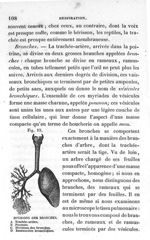 Fig. 15. Divisions des bronches - Leçons élémentaires d'anatomie et de physiologie humaine et compar [...]