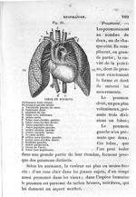 Fig. 16. Cœur et poumons - Leçons élémentaires d'anatomie et de physiologie humaine et comparée ; 2è [...]