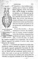Fig. 17. Appareil respiratoire des insectes - Leçons élémentaires d'anatomie et de physiologie humai [...]