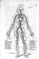 Fig. 18. Système vasculaire - Leçons élémentaires d'anatomie et de physiologie humaine et comparée ; [...]