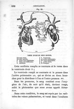 Fig. 21. Cœur divisé en deux moitié - Leçons élémentaires d'anatomie et de physiologie humaine et co [...]