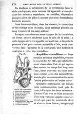 Fig. 23. Cœur de crocodile - Leçons élémentaires d'anatomie et de physiologie humaine et comparée ;  [...]
