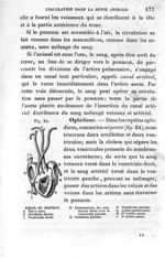 Fig. 24. Cœur de serpent - Leçons élémentaires d'anatomie et de physiologie humaine et comparée ; 2è [...]