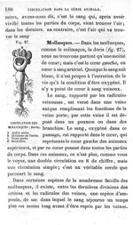 Fig. 27. Circulation des mollusques - Leçons élémentaires d'anatomie et de physiologie humaine et co [...]
