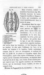 Fig. 28. Cœur de moulette - Leçons élémentaires d'anatomie et de physiologie humaine et comparée ; 2 [...]